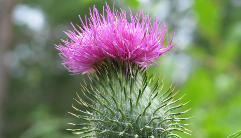 薊草花 花語