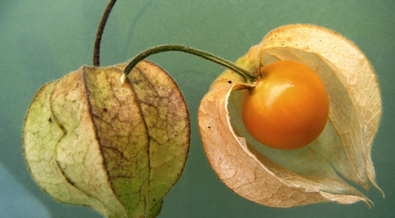 燈籠果不能和什麼一起吃