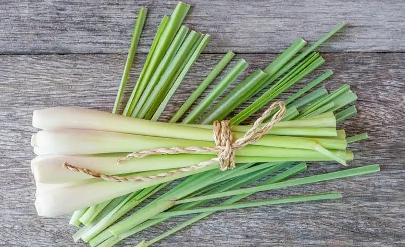 檸檬香茅功效 檸檬香茅功效
