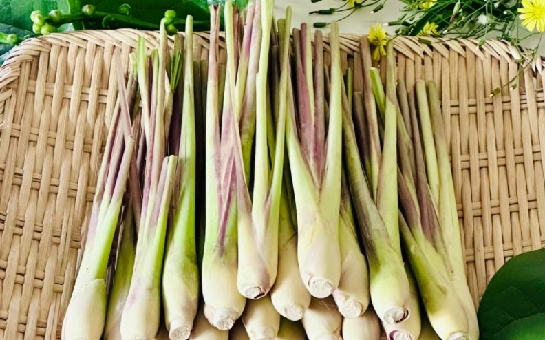 檸檬香茅禁忌 檸檬香茅禁忌