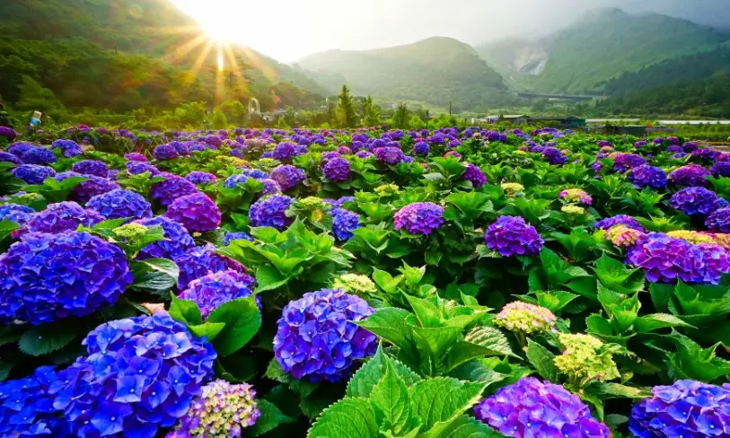 繡球花拍照