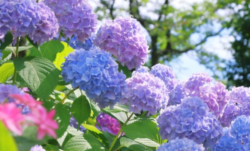 繡球花景點 繡球花景點