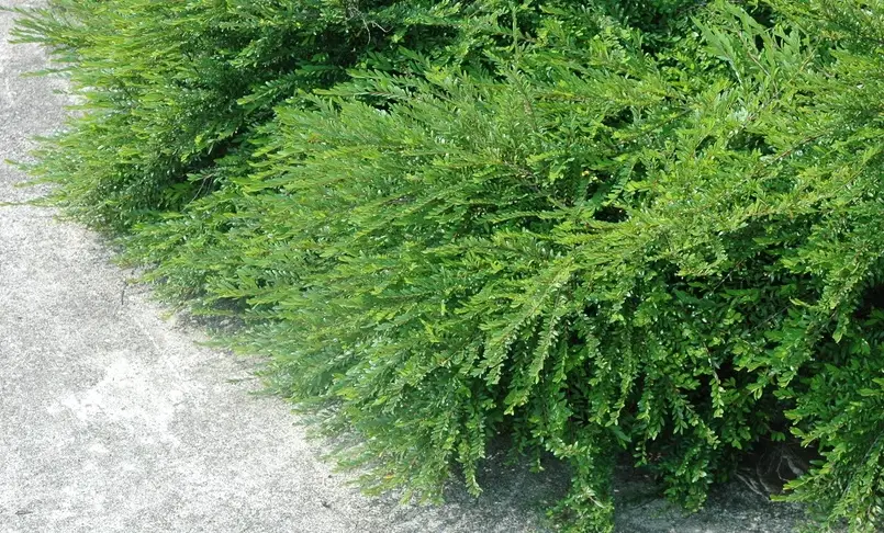 葉下珠栽培方法