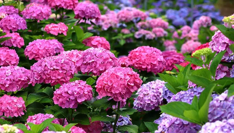 繡球花開花時間 繡球花開花時間