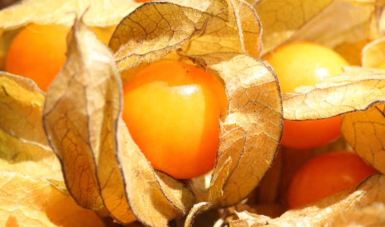 燈籠果不能和什麼一起吃