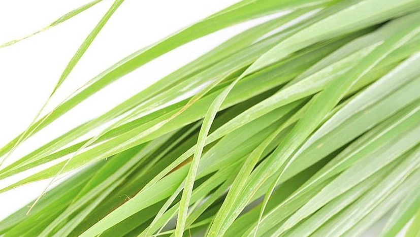 香茅茶好處