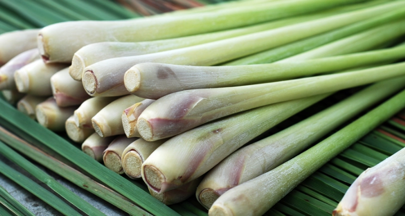 檸檬香茅禁忌