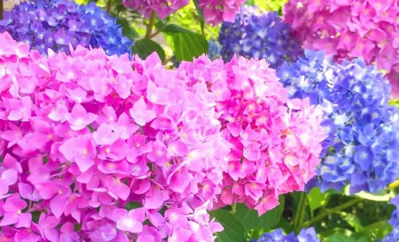 繡球花景點 繡球花景點