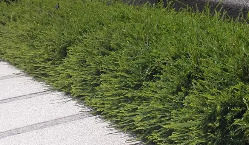 葉下珠栽培方法