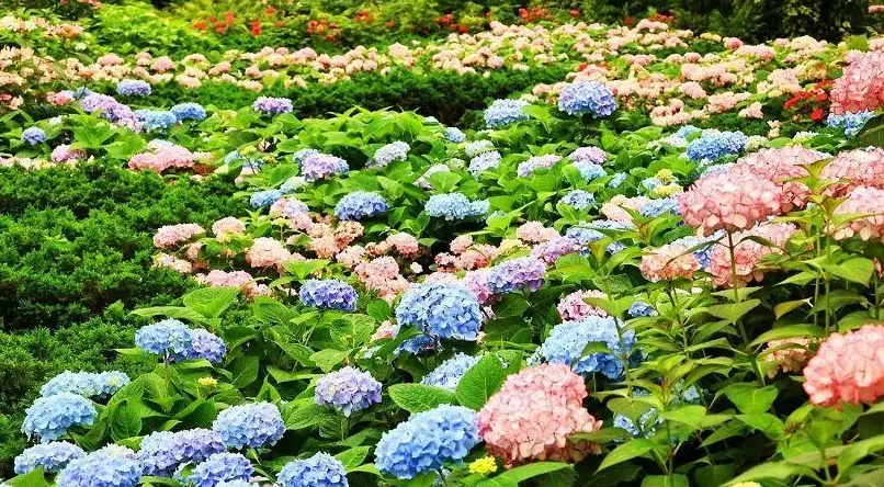 台灣繡球花賞花 台灣繡球花賞花