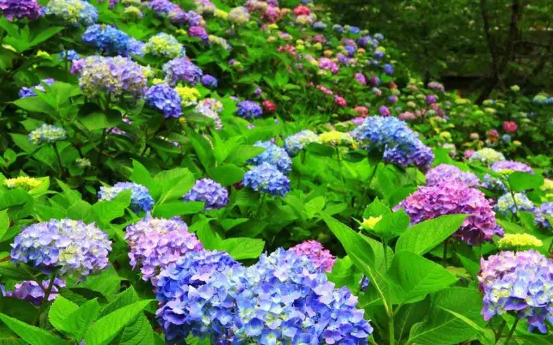 南投繡球花景點