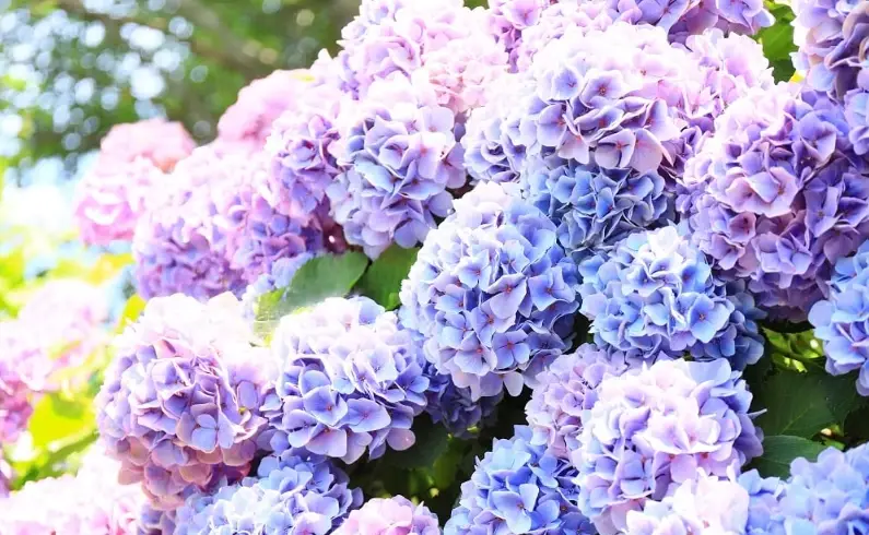 陽明山繡球花 陽明山繡球花