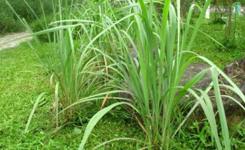香茅怎麼種