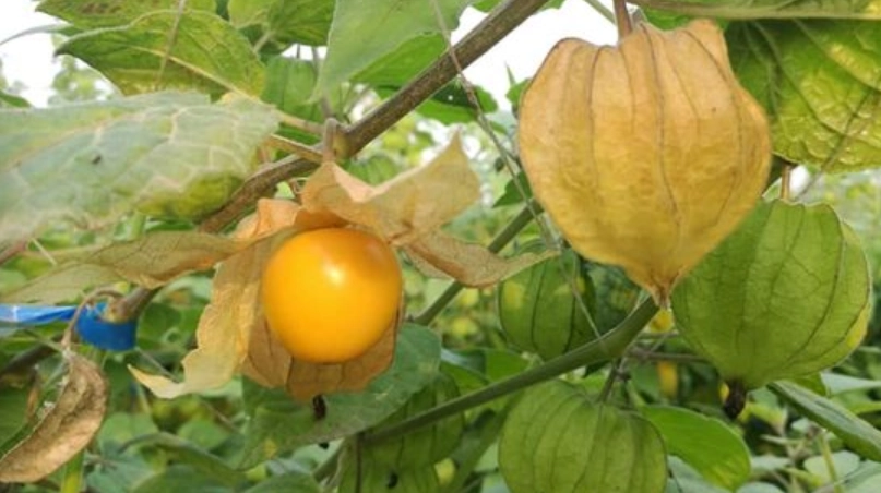 酸漿果禁忌 酸漿果禁忌