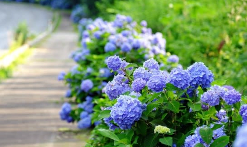 台灣繡球花賞花 台灣繡球花賞花