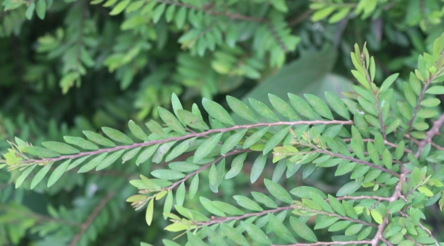 錫蘭葉下珠照顧