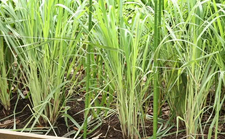 香茅盆栽