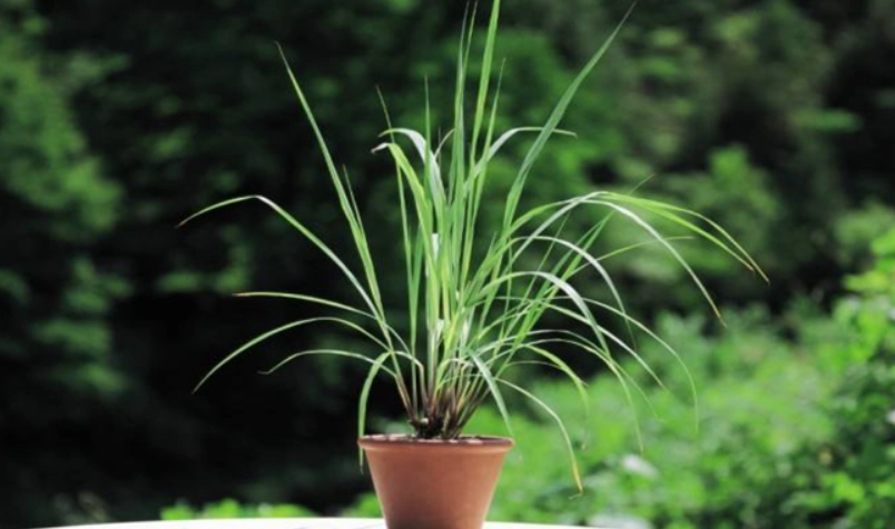 香茅盆栽