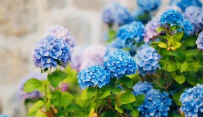 繡球花開花時間 繡球花開花時間