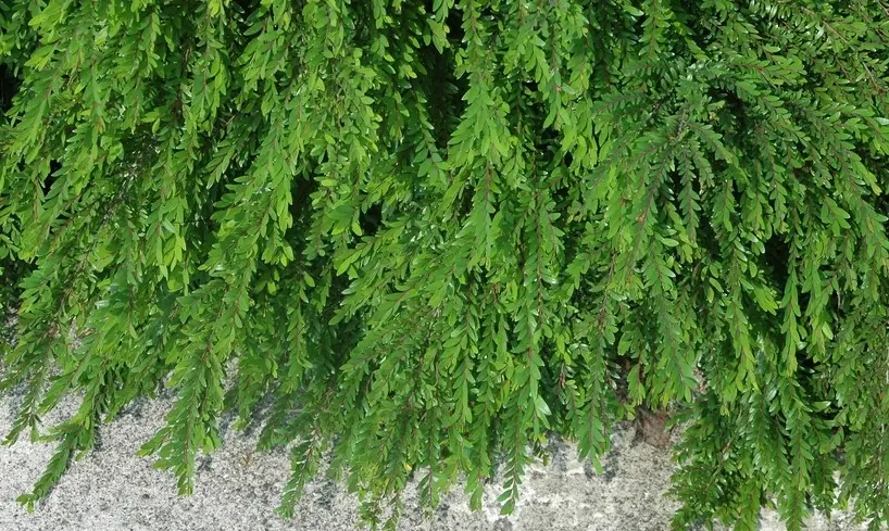 錫蘭葉下珠照顧