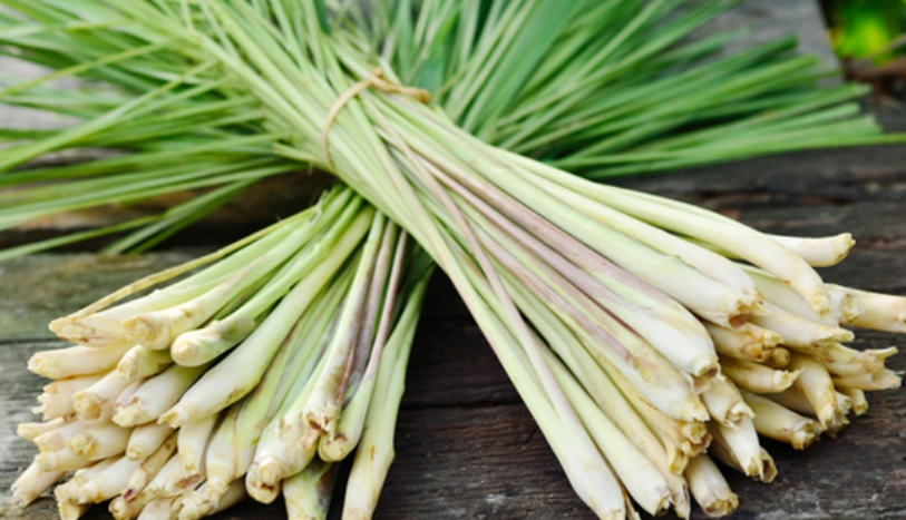 香茅葉用途全攻略：從料理到驅蟲，一篇搞懂檸檬草的10種妙用