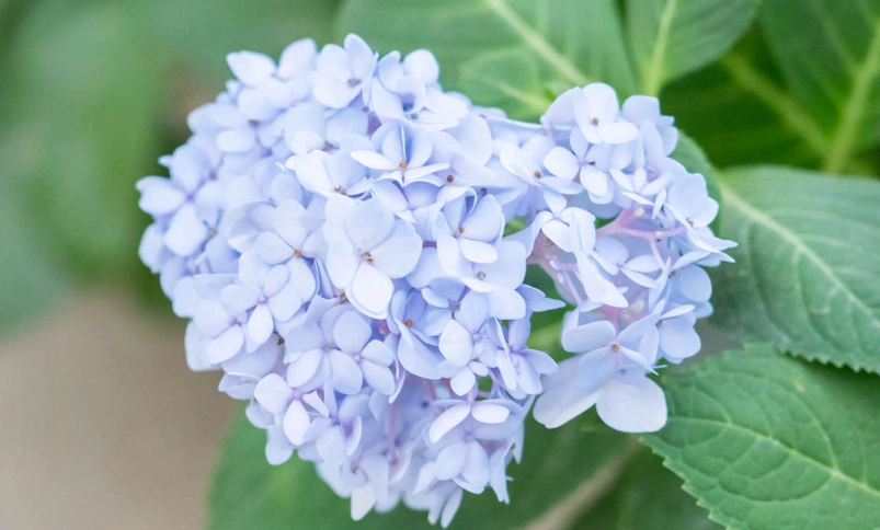 繡球花開花時間全攻略：最佳賞花期、熱門景點與拍攝技巧一次掌握