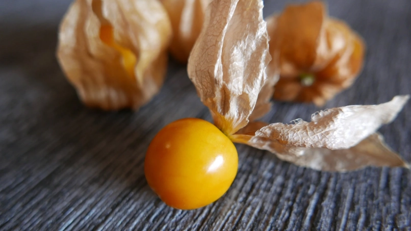 酸漿果禁忌 酸漿果禁忌