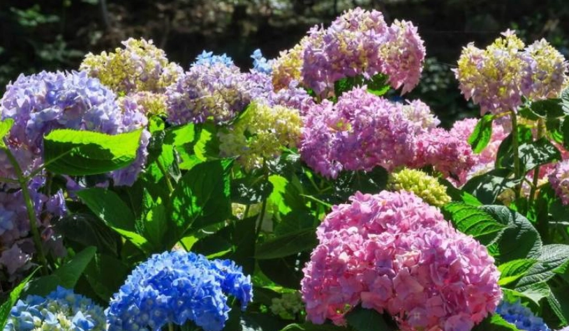 南投繡球花景點