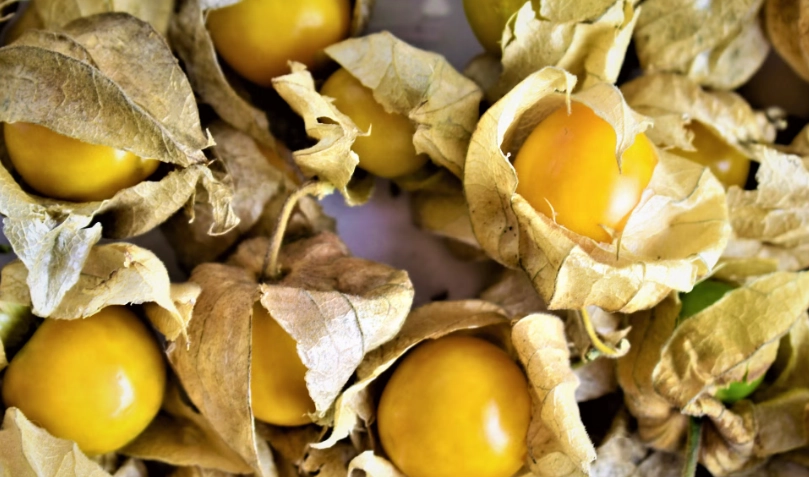 酸漿果怎麼吃 酸漿果怎麼吃