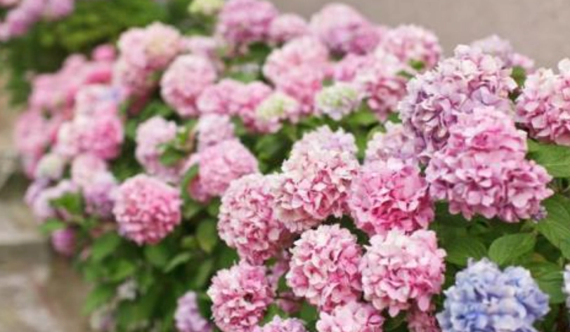 繡球花花期 繡球花花期