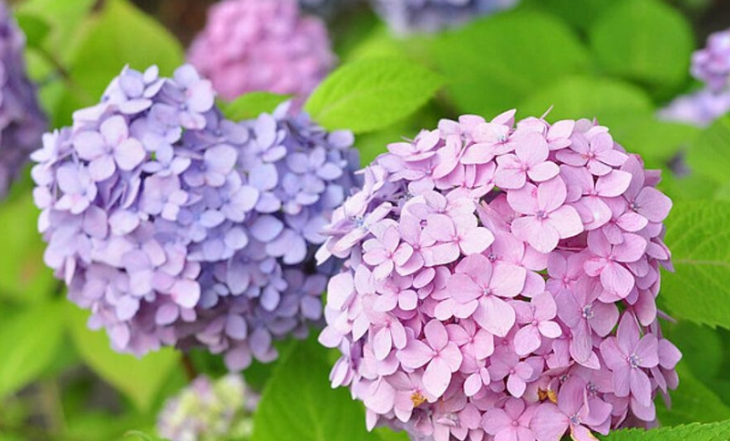 陽明山繡球花 陽明山繡球花