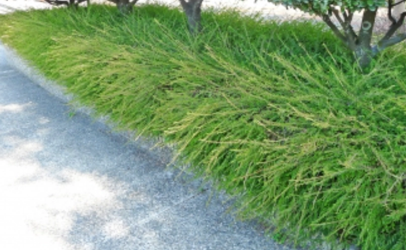 錫蘭葉下珠照顧