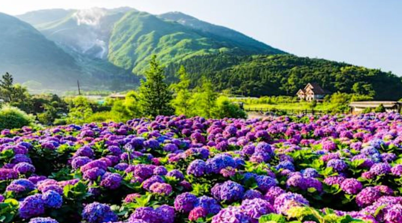 繡球花花期 繡球花花期