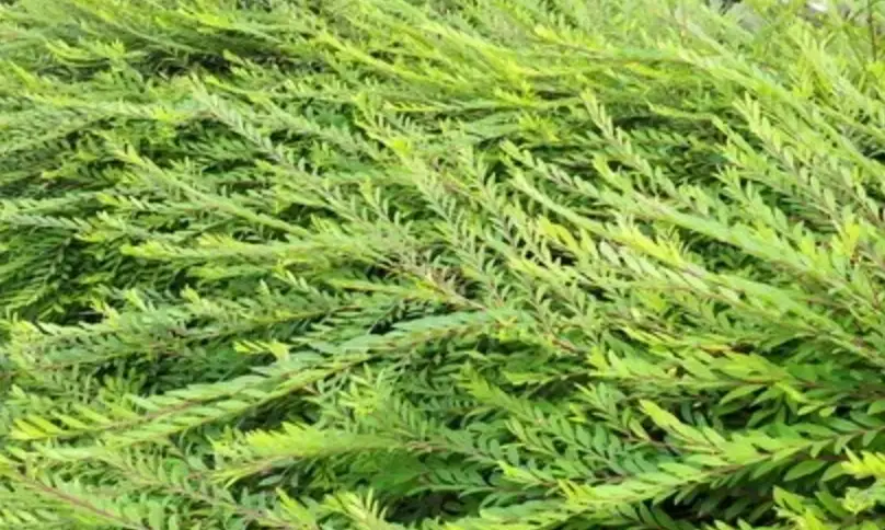 葉下珠栽培方法