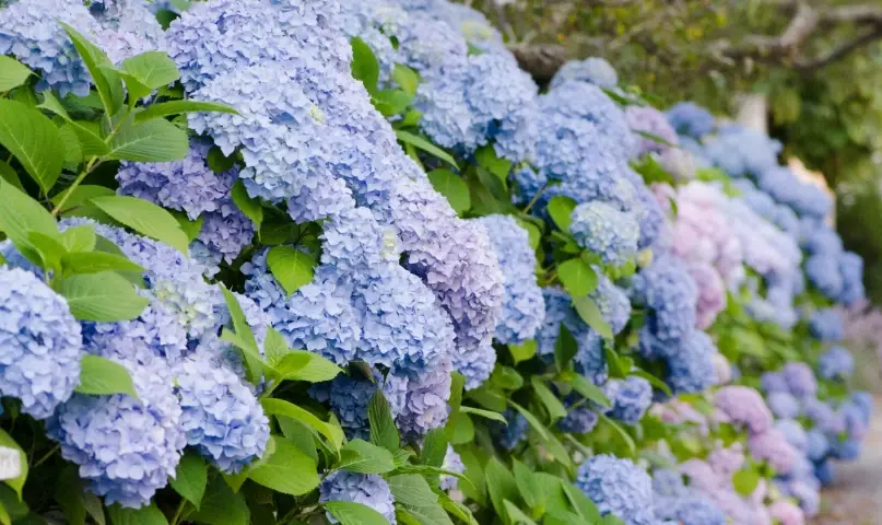 繡球花花期 繡球花花期