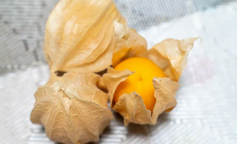 燈籠果不能和什麼一起吃