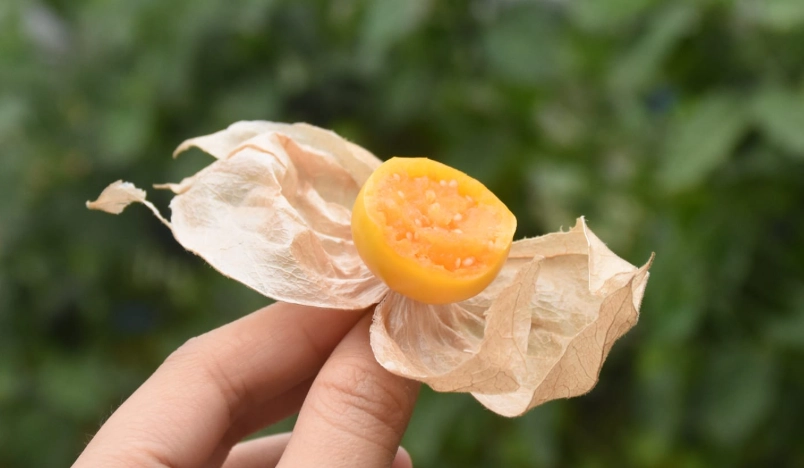 酸漿果禁忌 酸漿果禁忌