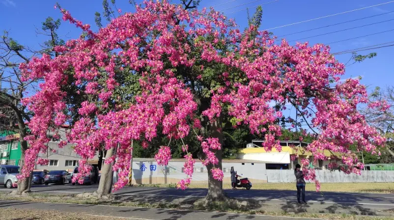 美人樹 有毒嗎 美人樹 有毒嗎