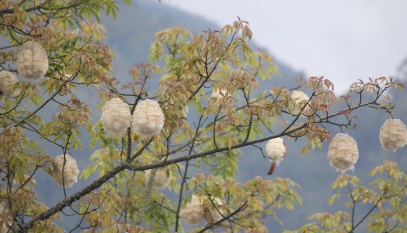 美人樹棉花 美人樹棉花