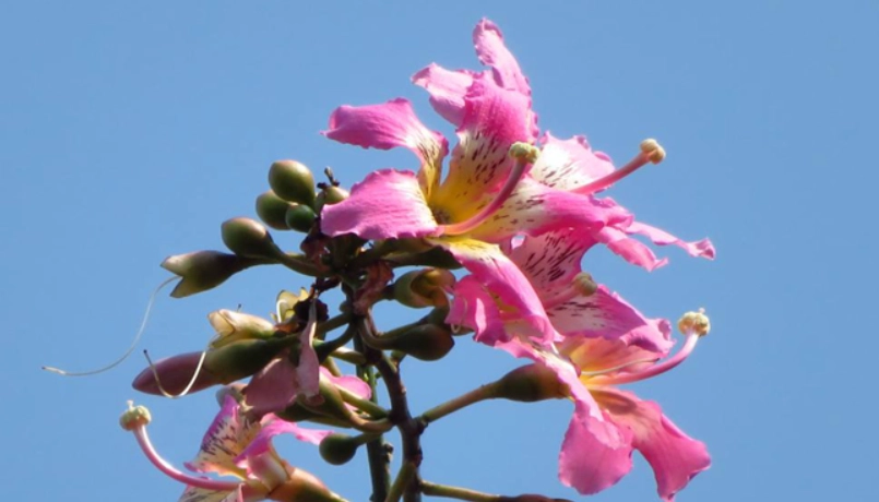 美人樹開花時間 美人樹開花時間