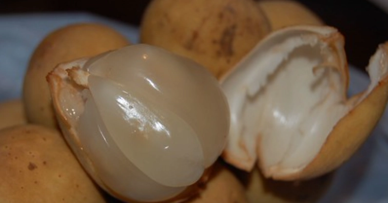 台灣龍宮果 台灣龍宮果