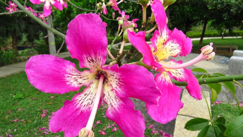 美人樹開花時間 美人樹開花時間