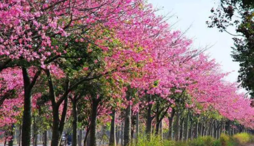 美人樹 有毒嗎 美人樹 有毒嗎