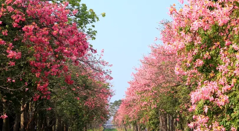 美人樹花期 美人樹花期