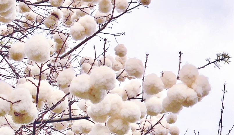 美人樹棉花 美人樹棉花