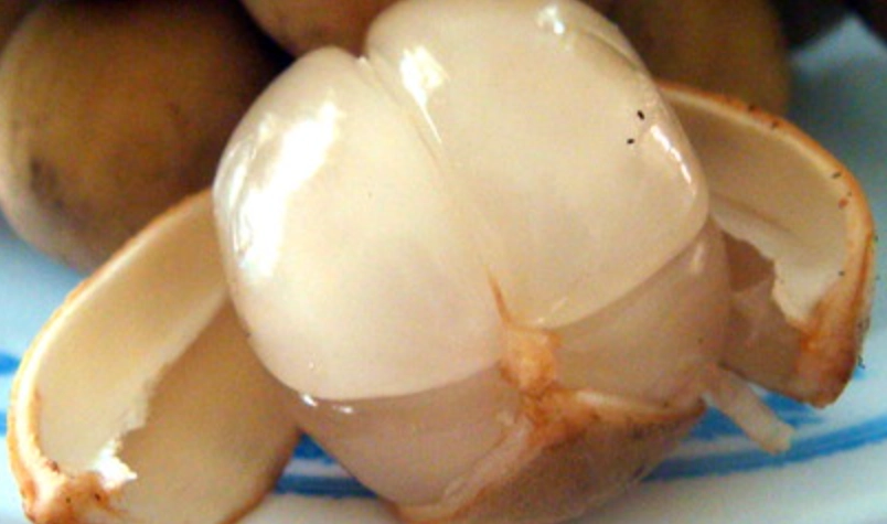 台灣龍宮果 台灣龍宮果