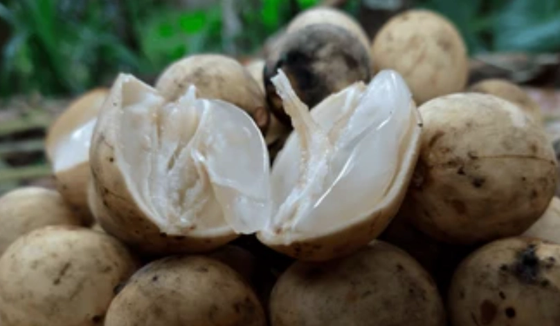 龍宮果味道 龍宮果味道