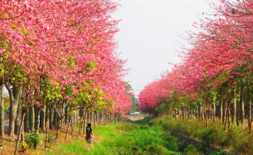 雲林賞花景點 雲林賞花景點