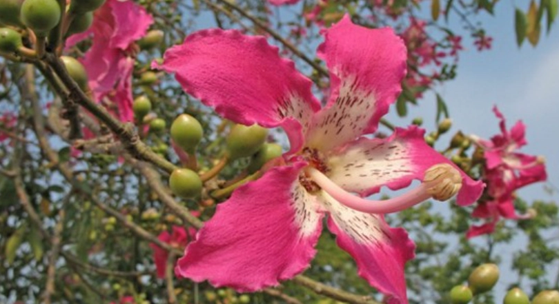 美人樹景點 美人樹景點