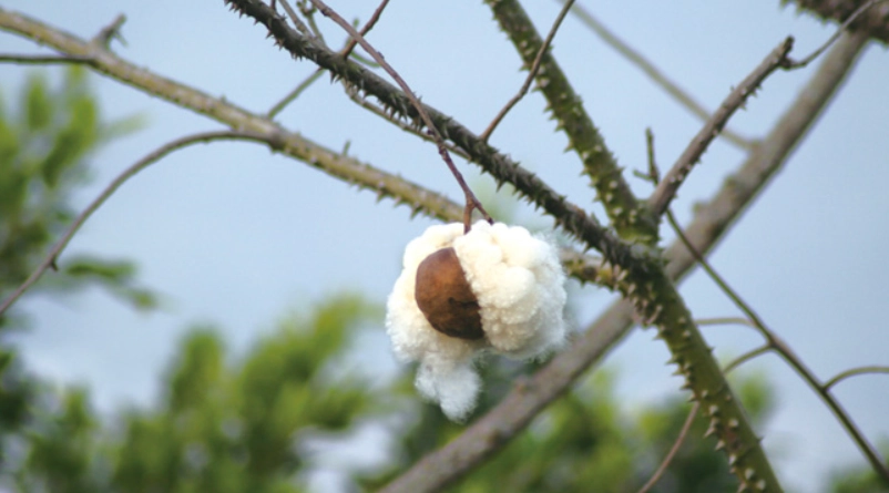 美人樹用途 美人樹用途